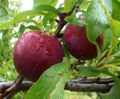 CRANBERRY PLUM