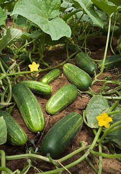 CUCUMBERS & WATERMELON