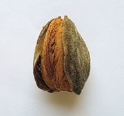 CHERRY ALMOND