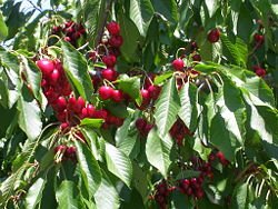 CHERRY