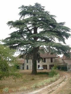 CEDAR