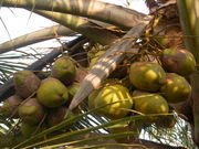 COCONUT