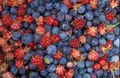 APPLES-N-BERRIES