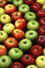 APPLE ORCHARD