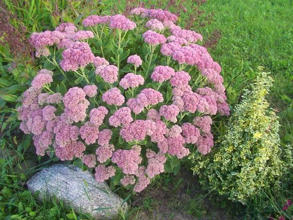 Sedum Autumn Joy Plants