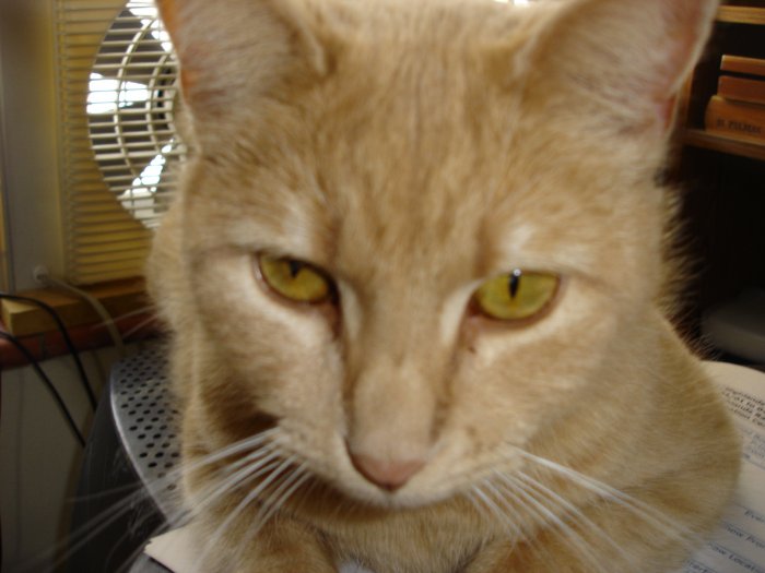 Orange Cat Print - AAoc