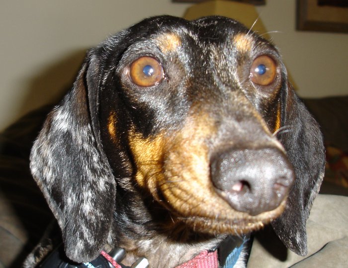 Dog Face Print - AAdf