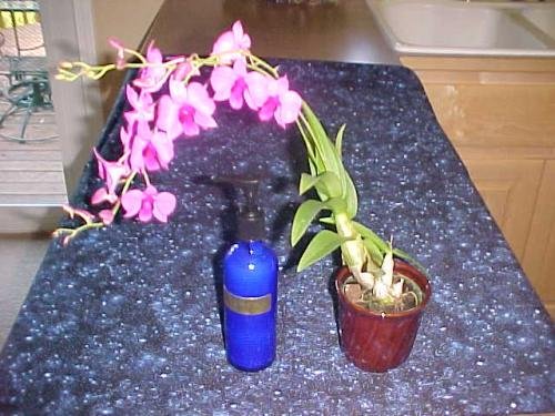 Essential Oil Body Lotion - DPeol