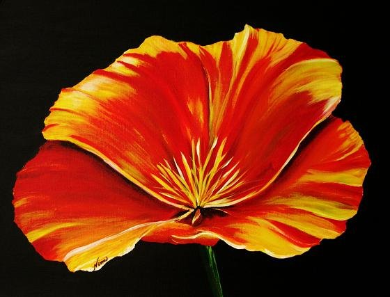 Orange Poppy - NWop