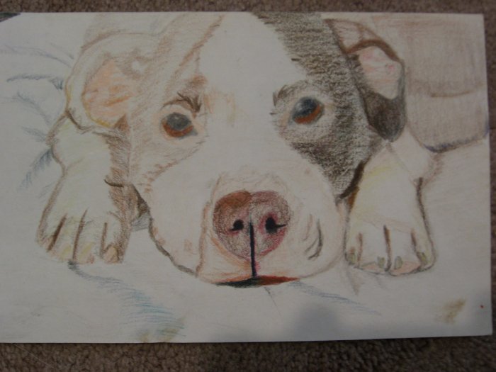 Puppy - KFpu
