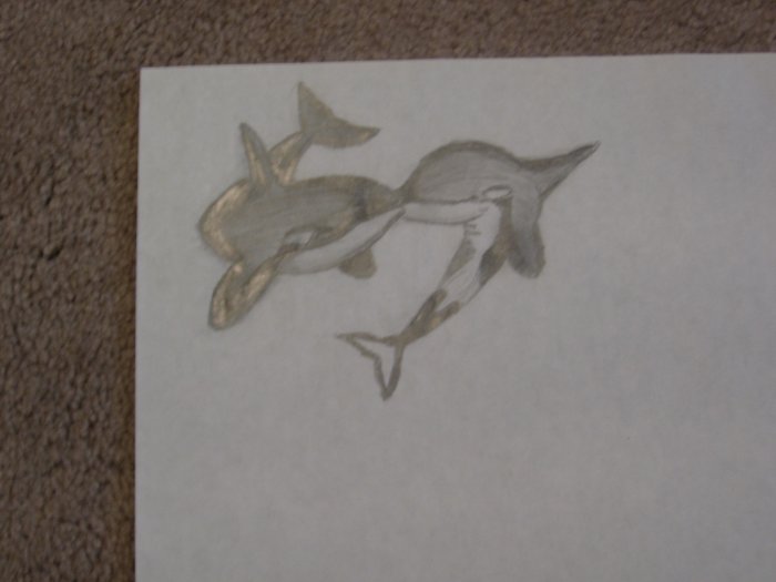 Whales - KFwh