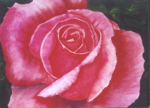 Pink Rose Print - NWprp