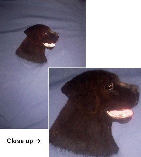 Black Lab - DDbl