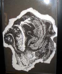 Bulldog - AAbd
