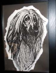 Afghan Hound - AAah
