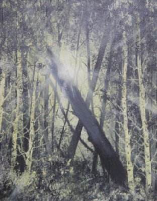 Thru the Wood - LVtw