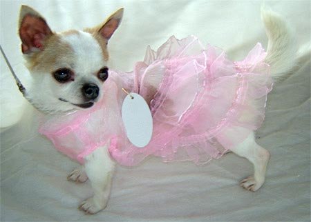 FREE SHIPPING Pink Lace Dog Summer Dress ~XS~