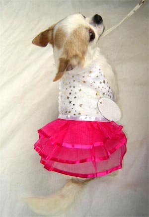 HOT Pink and Gold Star Dog Dress ~S~