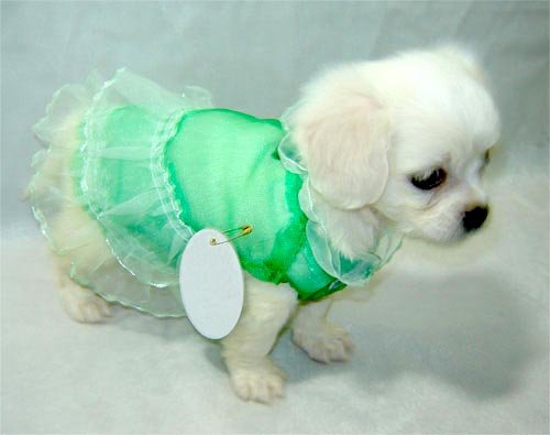 Green Lace Dog Dress for Summer ~ S ~
