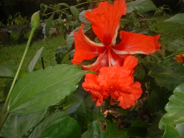 RARE RED POM-POM CAPITOLA Hibiscus PLANT BLOOMING NOW