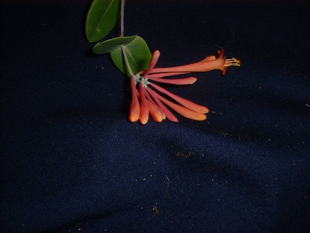 Lonicera vine coral trumpet vine honeysuckle tropical vine