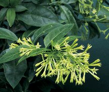 tropical night bloom jasmine plant Cestrum nocturnum fragrant