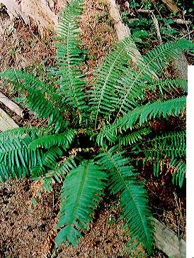 Boston Fern Live Florida Native plant multiplies quickly