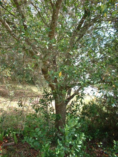 4 Cherry Laurel Trees 4 bonsai/shade