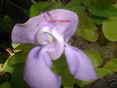 SHELL vine purple flower Tropical plant house sunlover trellis