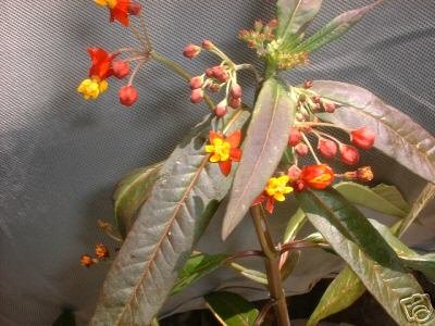 Butterfly food lg live plant Milkweed FREE SHIPPING