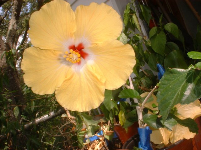Lg Hibiscus tropical plant flower Yellow saucer size