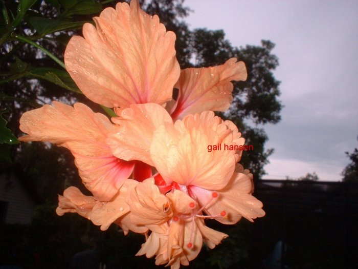 Lg Hibiscus plant PEACH POM FLOWERs tropical beauty