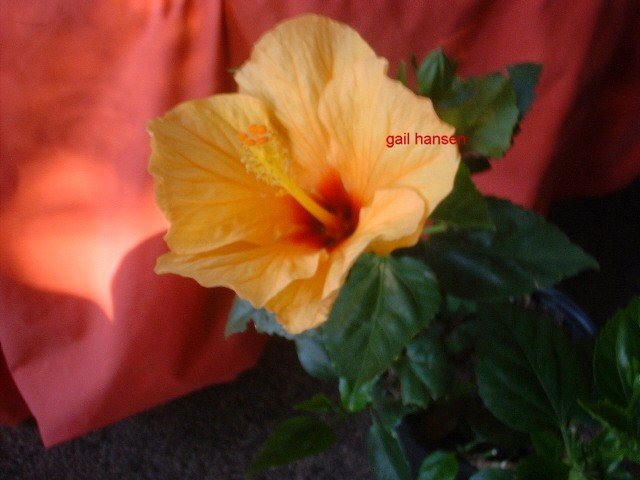 Orange Lg Hibiscus plant tropical flowers