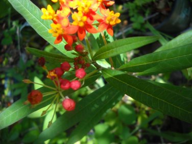 Butterfly food plant Milkweed butterfly garden Monarch butterfly