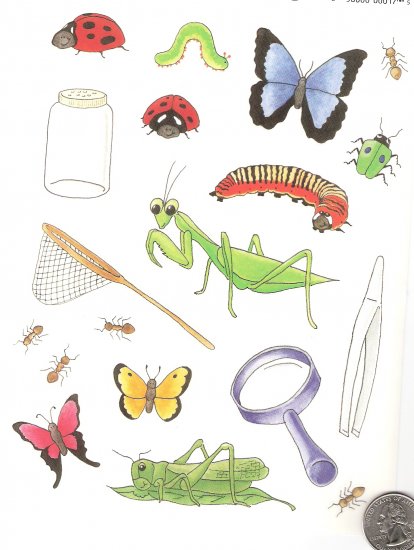 Got a bug collector? Net, Jar, Bugs, magnifying glass