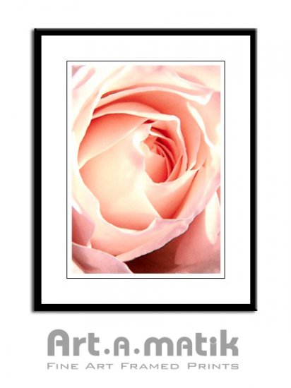 Pink Rose - Artamatik Framed Print