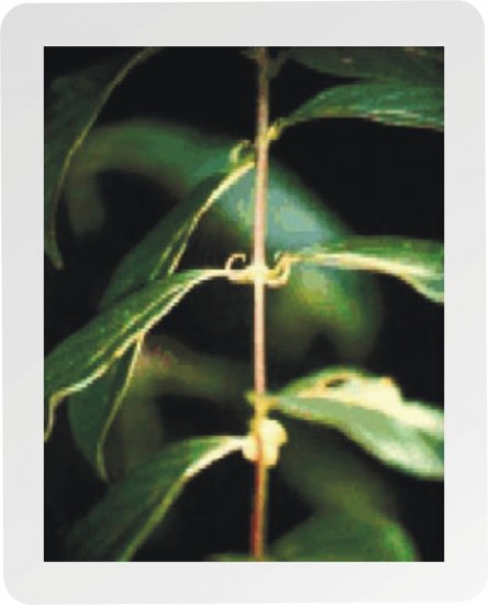 Unha de gato (cats claw)