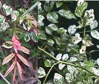 VARIEGATED ROSE- Rosa Wichuraiana variegata