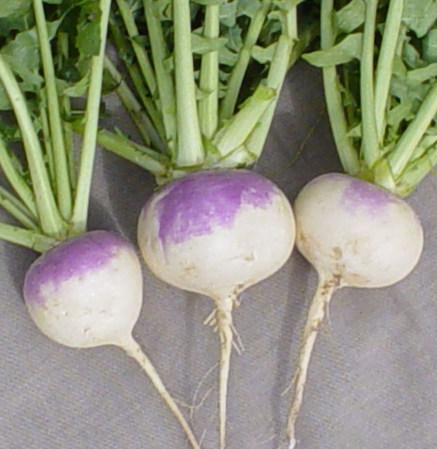 TurnipBULK"PURPLE TOP WHITE GLOBE" TURNIPSeeds!!200+!!