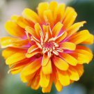 Zinnia~"SWIRLS" ZINNIA~Seeds!!!!~~~~~~Petite Cutie!
