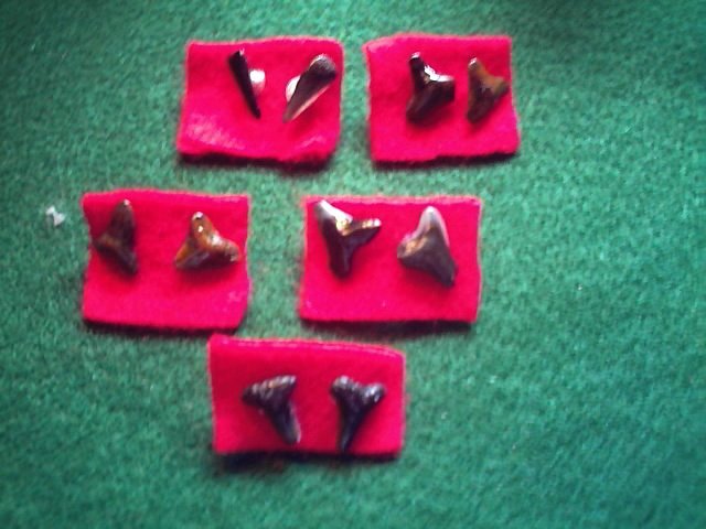 Item 016 Sharks tooth earrings