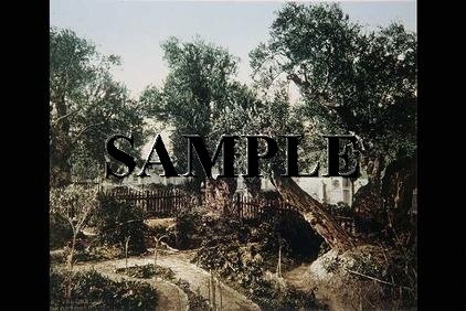 Color photo from late 19th century, depicting olive trees in jerusalem #7