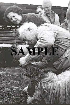 prime minister David ben gurion examining the teeth of a sheep mrs Paula ben gurion look photo #48
