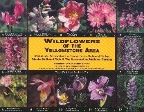 Wildflowers of Yellowstone, Grand Teton and Glacier National Parks