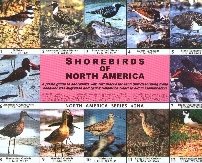 Shorebirds of North America