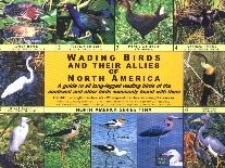 Wading Birds of North America