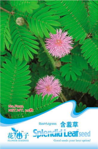 Foliage Mimosa pudica Sensitive F002 1 pack 30 seeds