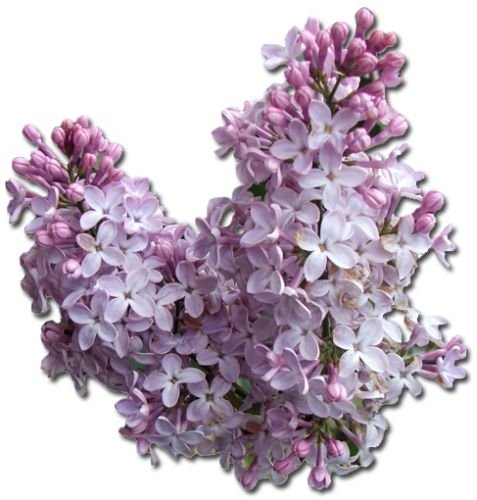 Lilac (soy wax tarts)