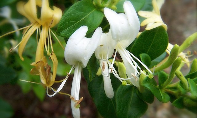 Honeysuckle Bush (soy wax tarts)