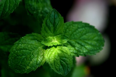 Garden Mint (soy wax tarts)